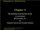 Bài giảng Biochemistry 2/e - Chapter 11: Nucleotides and Nucleic Acids