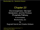 Bài giảng Biochemistry 2/e - Chapter 23: Gluconeogenesis. Glycogen Metabolism, and the Pentose Phosphate Pathway