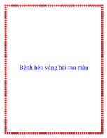 Bệnh héo vàng hại rau màu