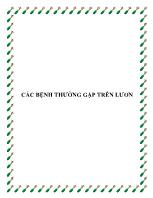 Các bệnh thường gặp trên lươn