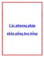 Các phương pháp nhân giống hoa hồng