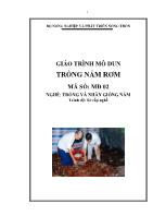 Giáo trình mô đun Trồng nấm rơm