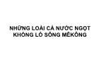 Những loài cá nước ngọt khổng lồ sông mêkông