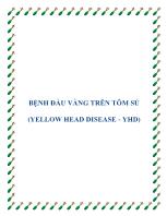 Bệnh đầu vàng trên tôm sú (yellow head disease - Yhd)