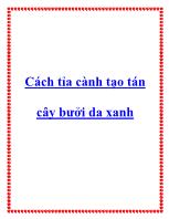 Cách tỉa cành tạo tán cây bưởi da xanh