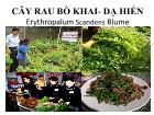 Cây rau bò khai - Dạ hiến