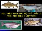 Đặc điểm sinh học một số loài cá nuôi phổ biến ở Việt Nam