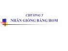 Nông - Lâm - Ngư nghiệp - Chương 5: Nhân giống bằng hom