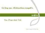 Tìm hiểu Cỏ lồng vực - Echinochloa crusgalli L