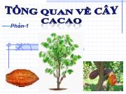 Tìm hiểu về cây Ca cao